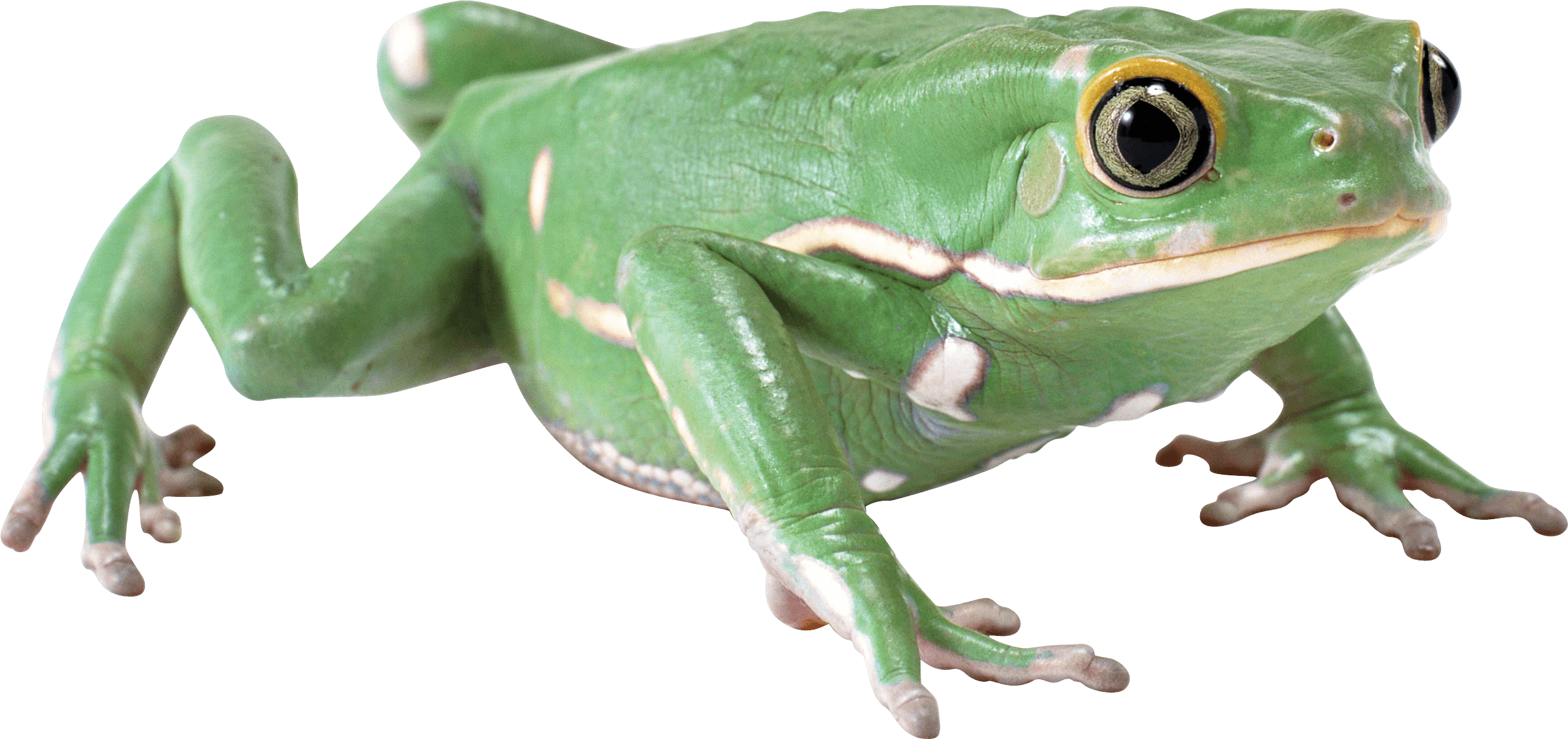 Frog Png Image PNG Image