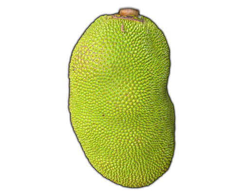 Jackfruit Pic Free Clipart HD PNG Image