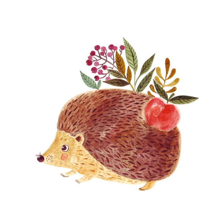 Cartoon Erinaceidae Royaltyfree Fruit Hedgehog Download HD PNG PNG Image