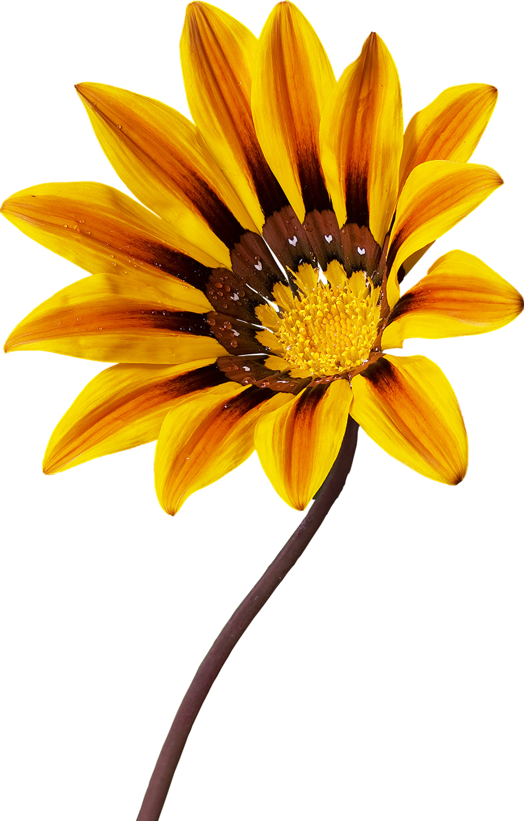 Gazania Transparent Image PNG Image