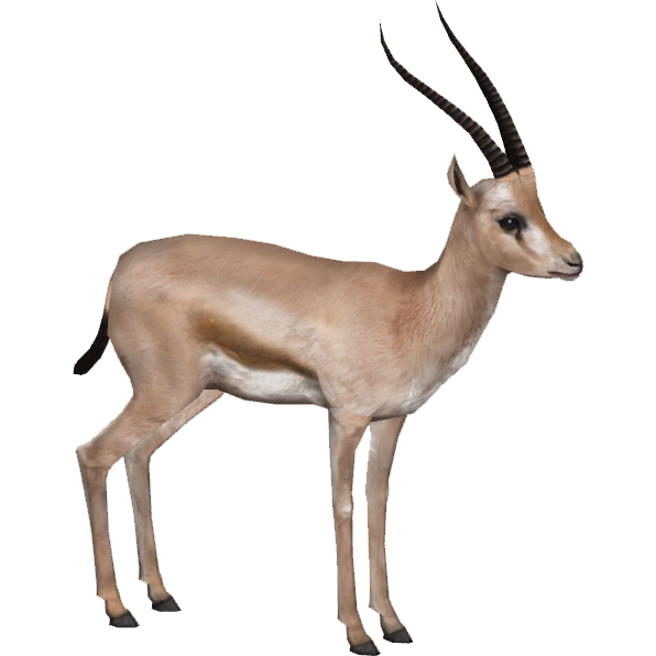 Gazelle Hd PNG Image