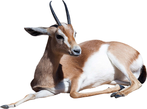 Gazelle File PNG Image