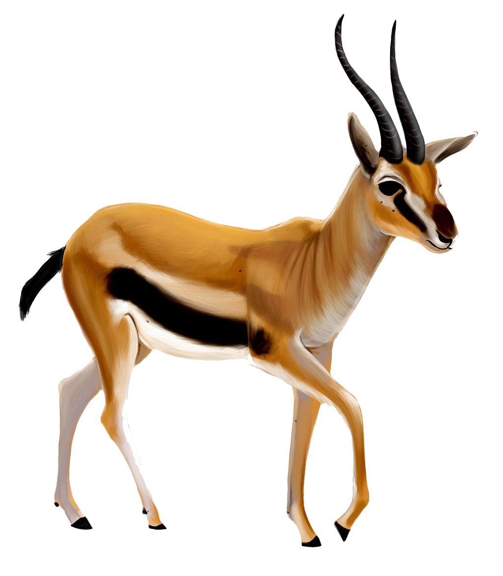 Gazelle Transparent PNG Image