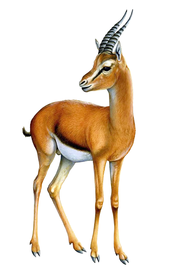 Gazelle Transparent Image PNG Image