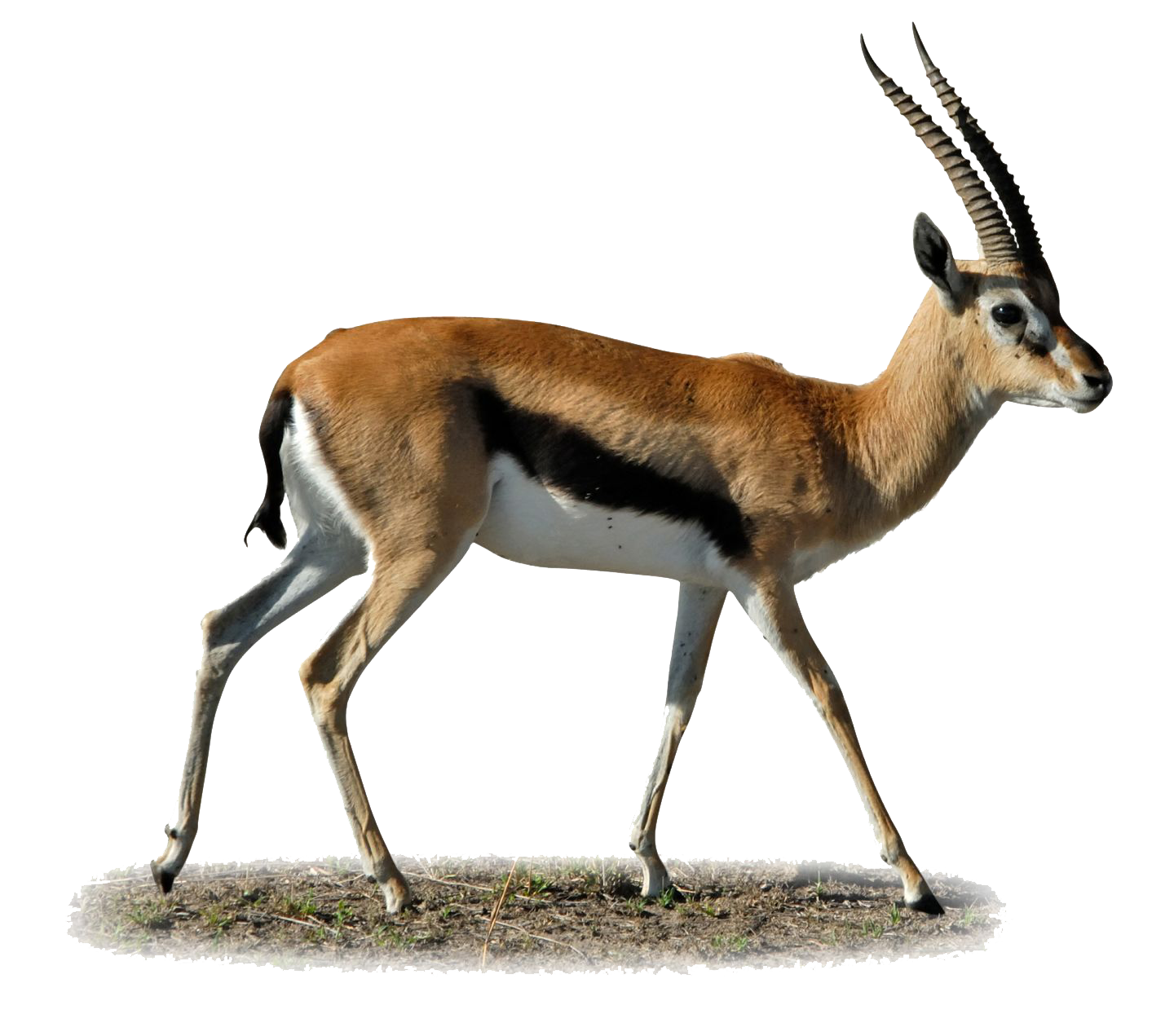 Download Gazelle Clipart HQ PNG Image FreePNGImg.