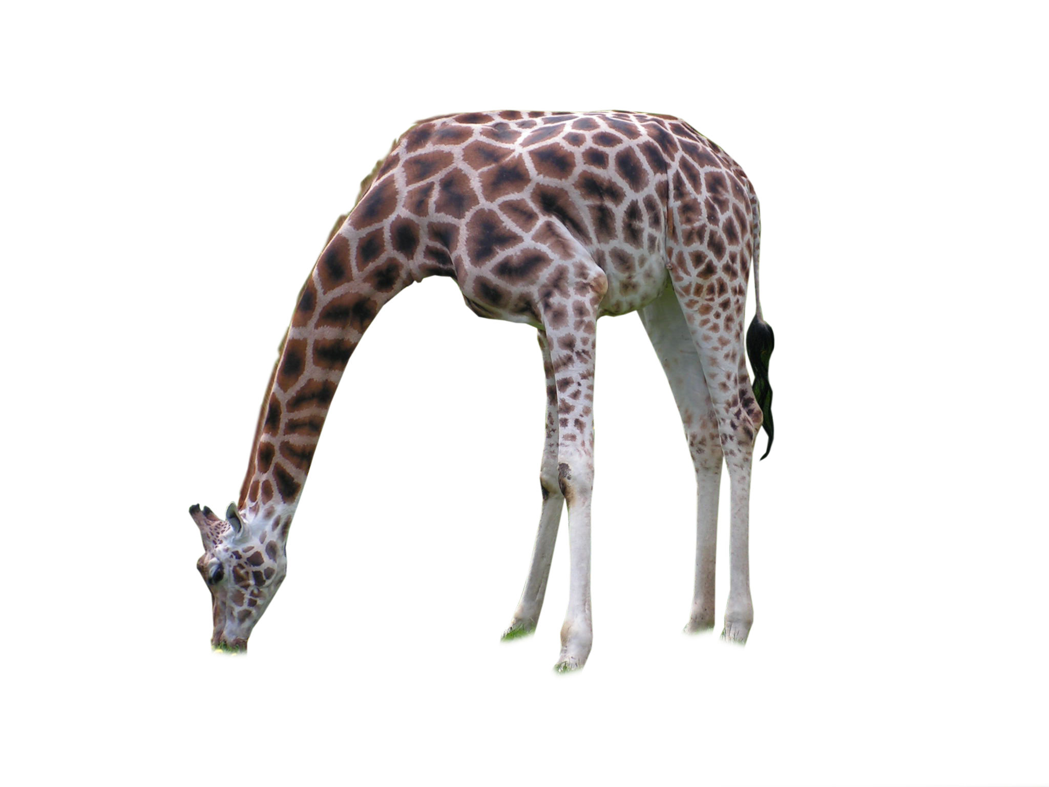 Giraffe African HD Image Free PNG Image