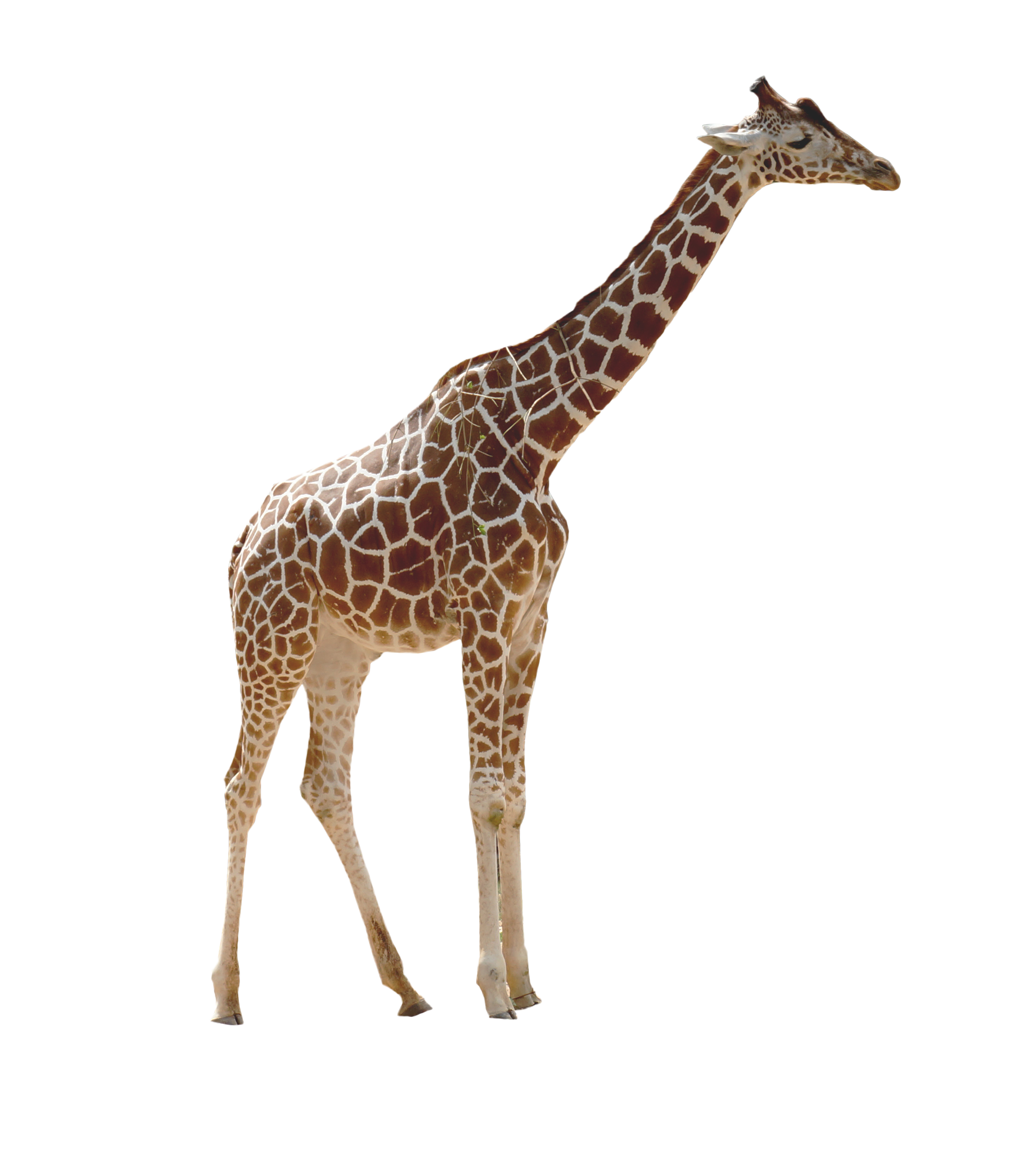 Giraffe African HQ Image Free PNG Image