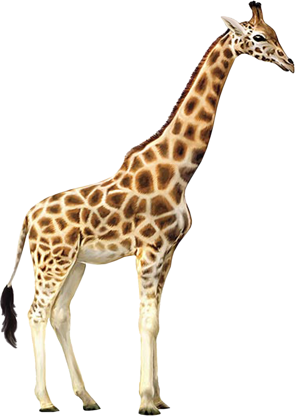Giraffe PNG Download Free PNG Image
