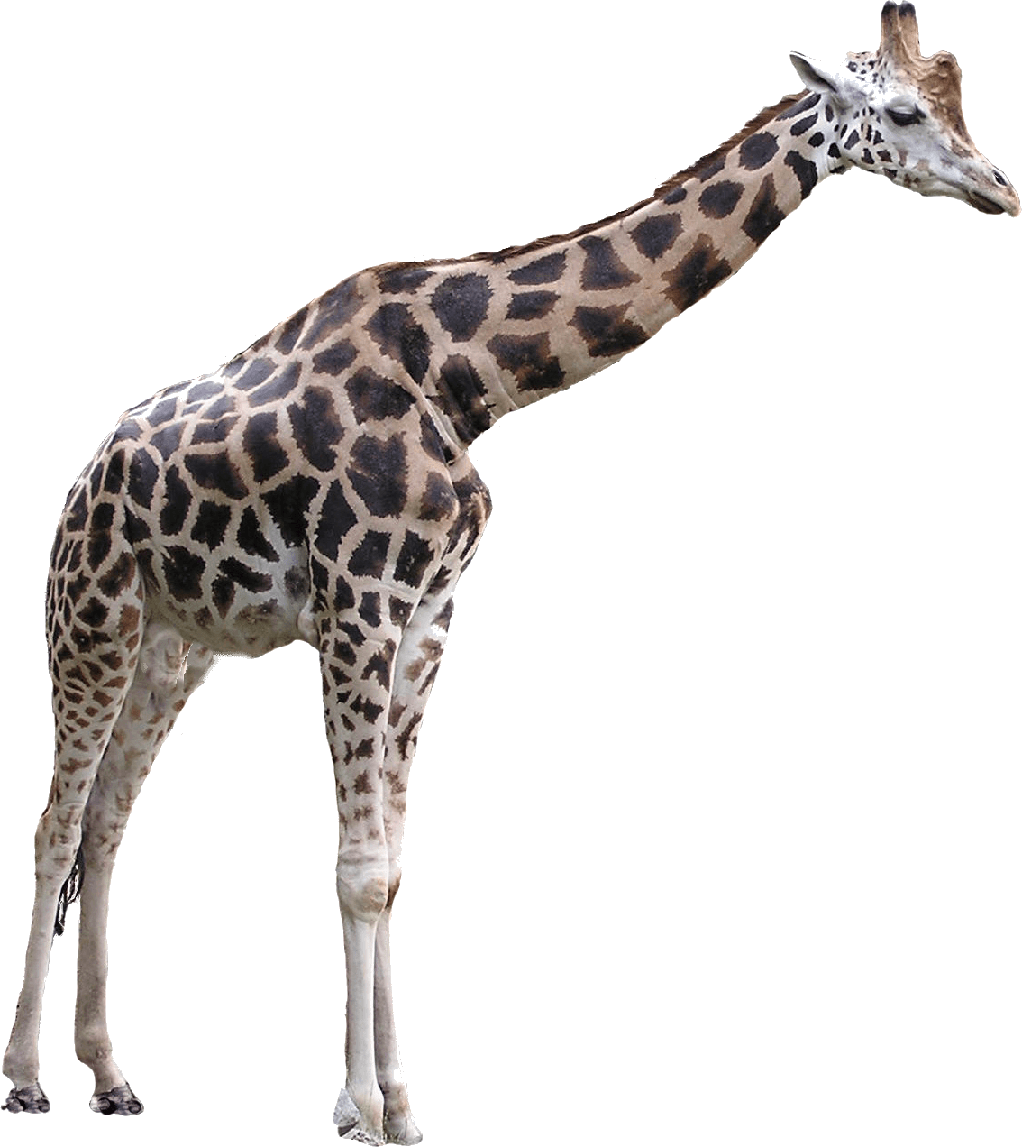 Giraffe Free Download PNG HD PNG Image