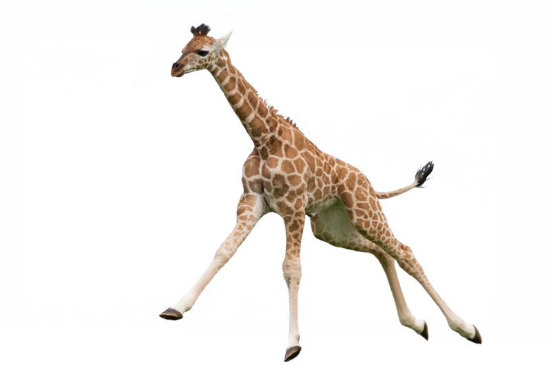 Giraffe Pic PNG File HD PNG Image