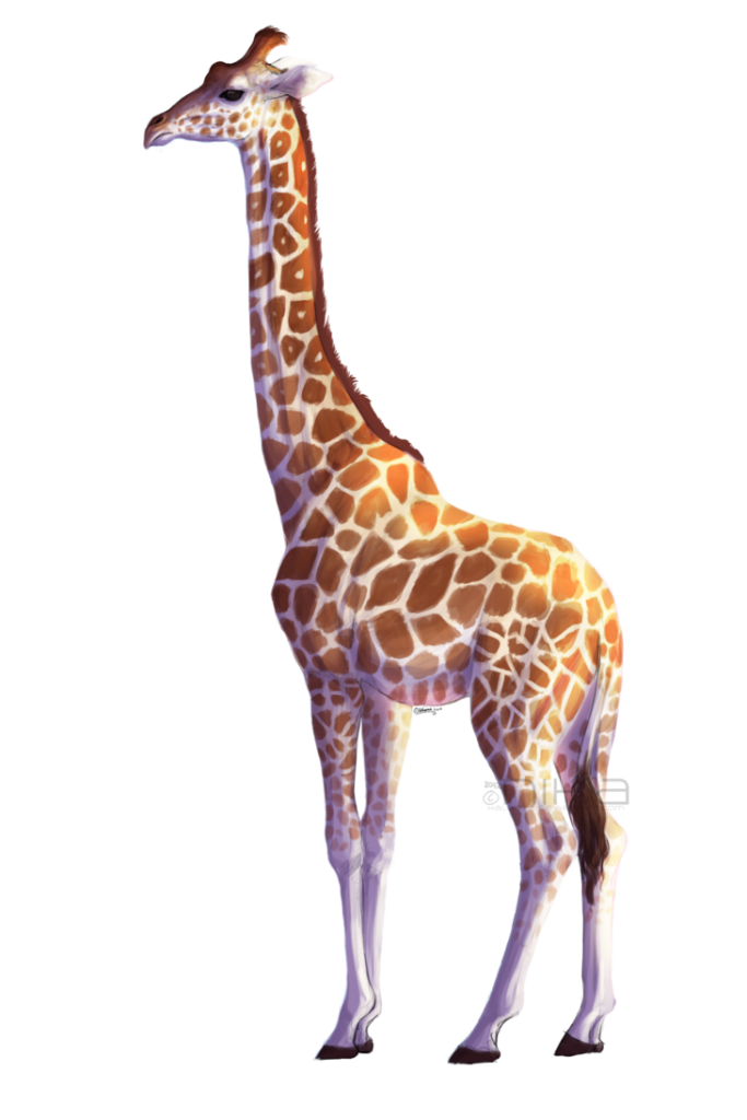 Giraffe Vector Pic Download Free Image PNG Image