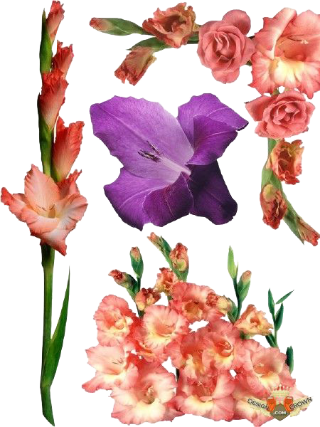 Gladiolus File PNG Image
