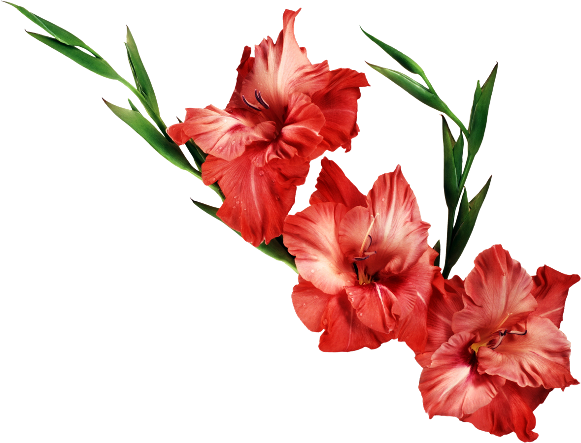 Gladiolus Transparent Background PNG Image