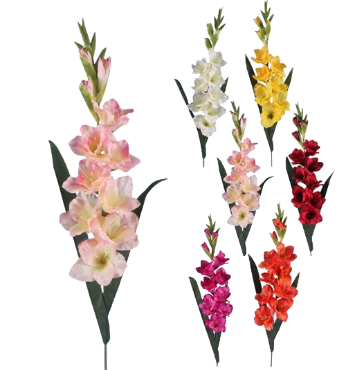 Gladiolus Transparent Background PNG Image