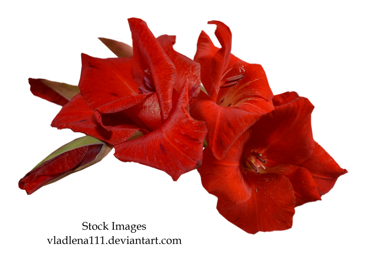 Gladiolus Free Download PNG Image