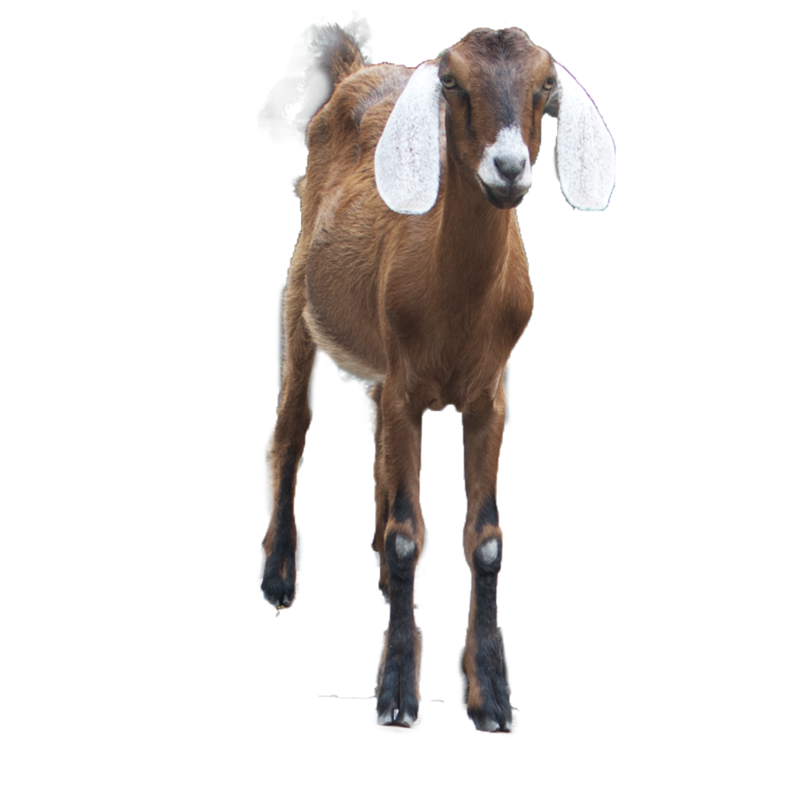 Goat Png Hd PNG Image