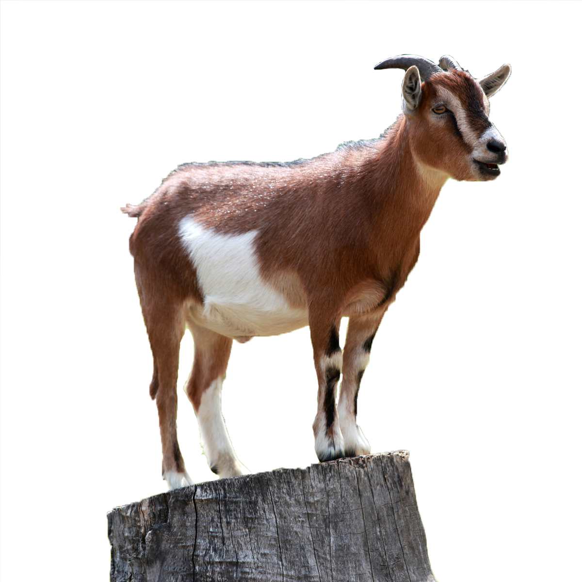 Picture Goat Free Clipart HD PNG Image