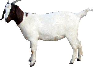 Goat Download Png PNG Image