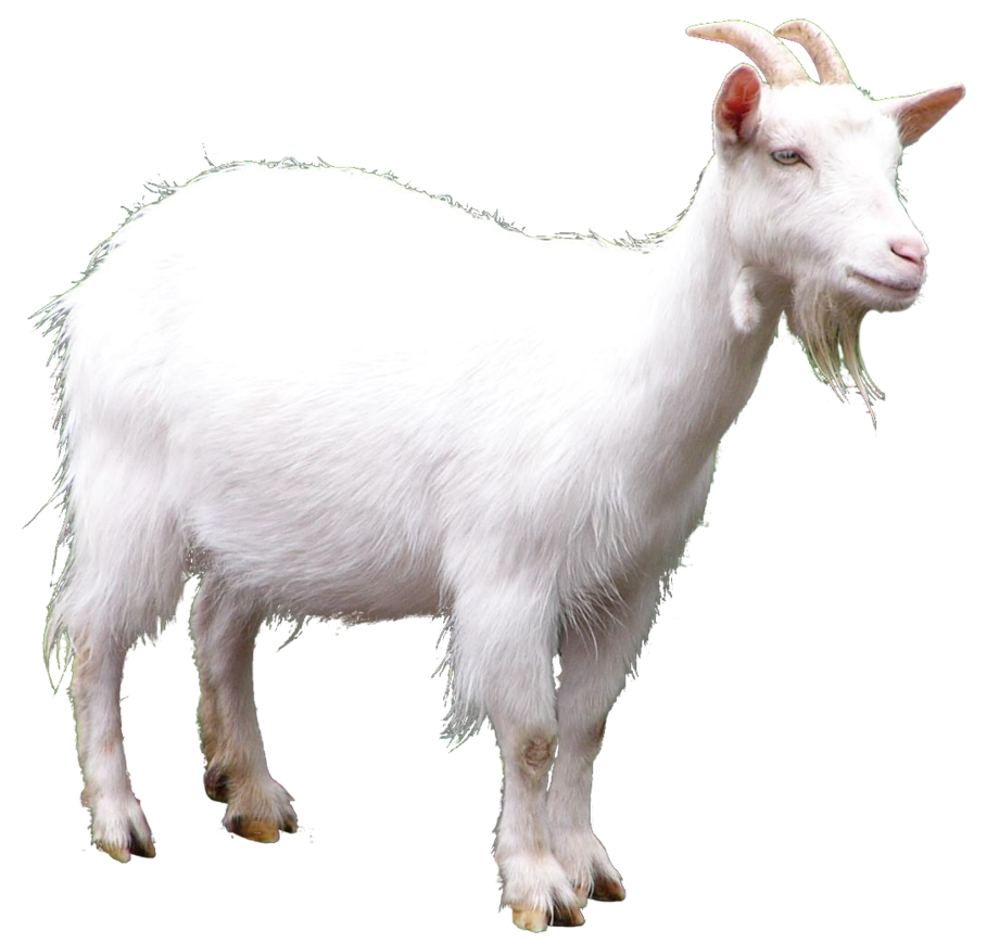Goat Picture PNG Image