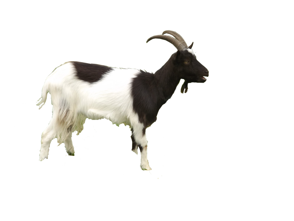 Goat Free Download Png PNG Image