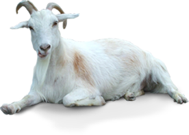 Goat Transparent PNG Image
