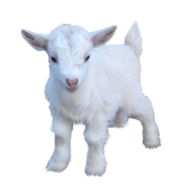 Goat Png Pic PNG Image
