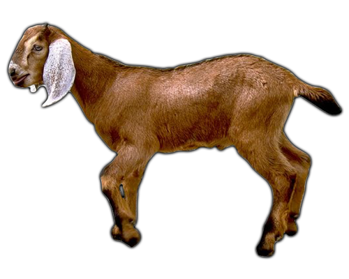 Goat Png Image PNG Image