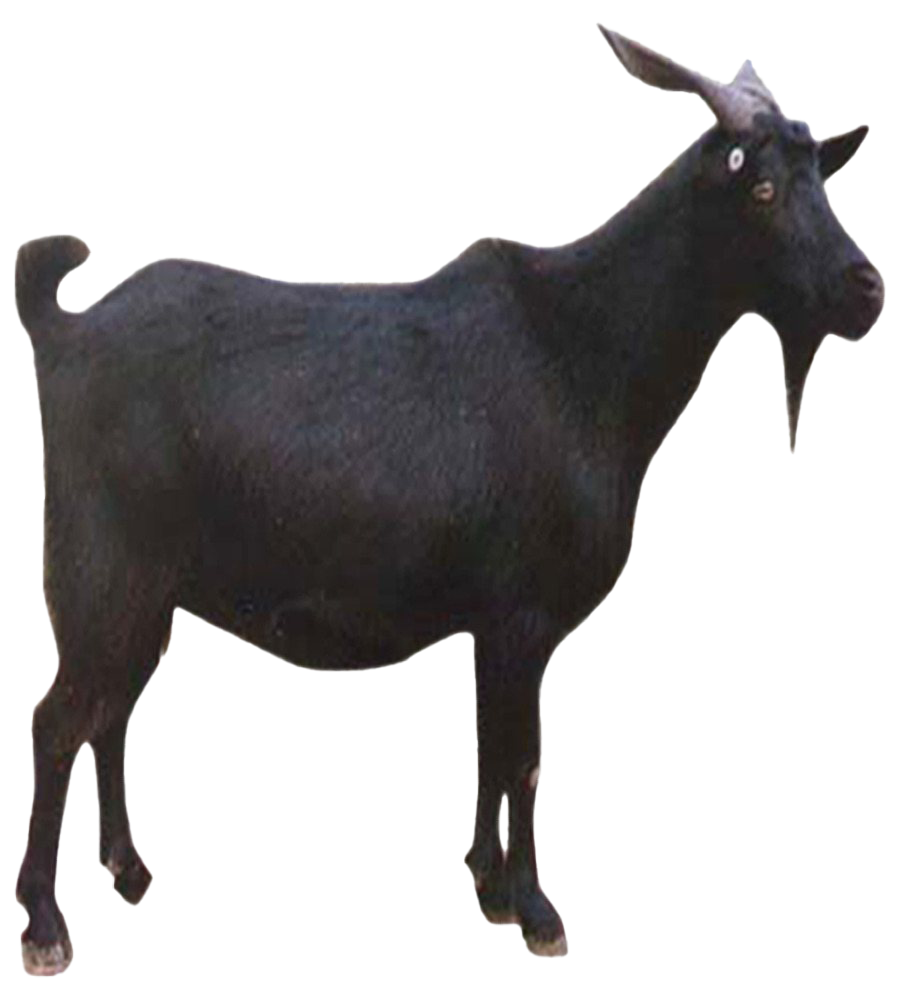 Goat Free Download PNG HQ PNG Image