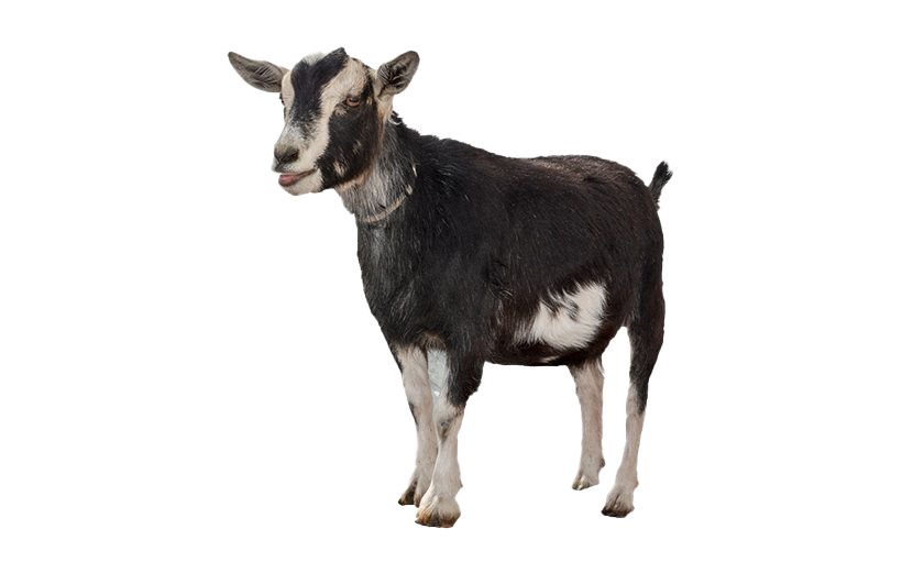Goat PNG File HD PNG Image