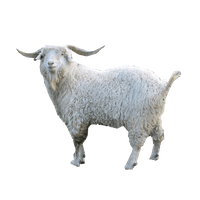 White Pic Goat Free HQ Image