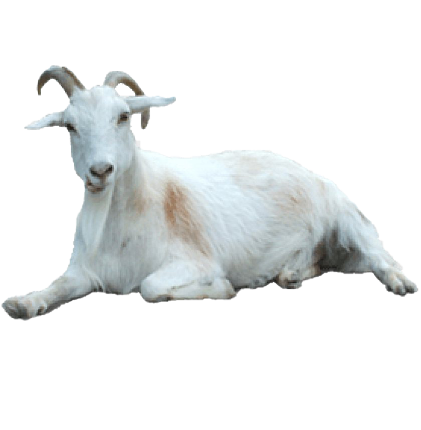 White Goat Free Download PNG HQ PNG Image
