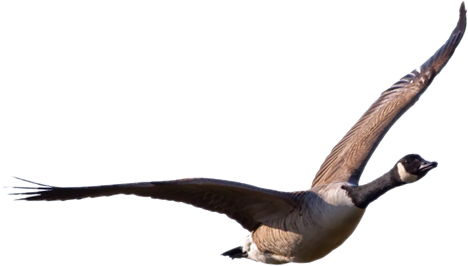 Goose Transparent PNG Image