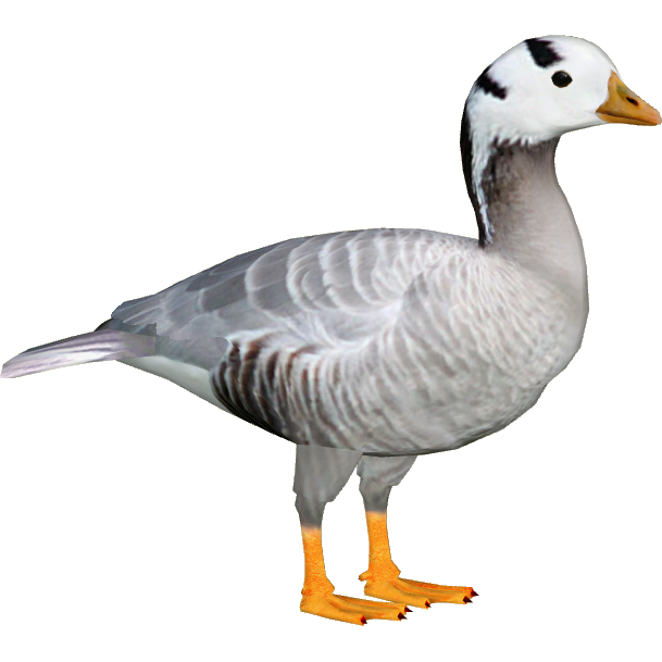 Goose File PNG Image