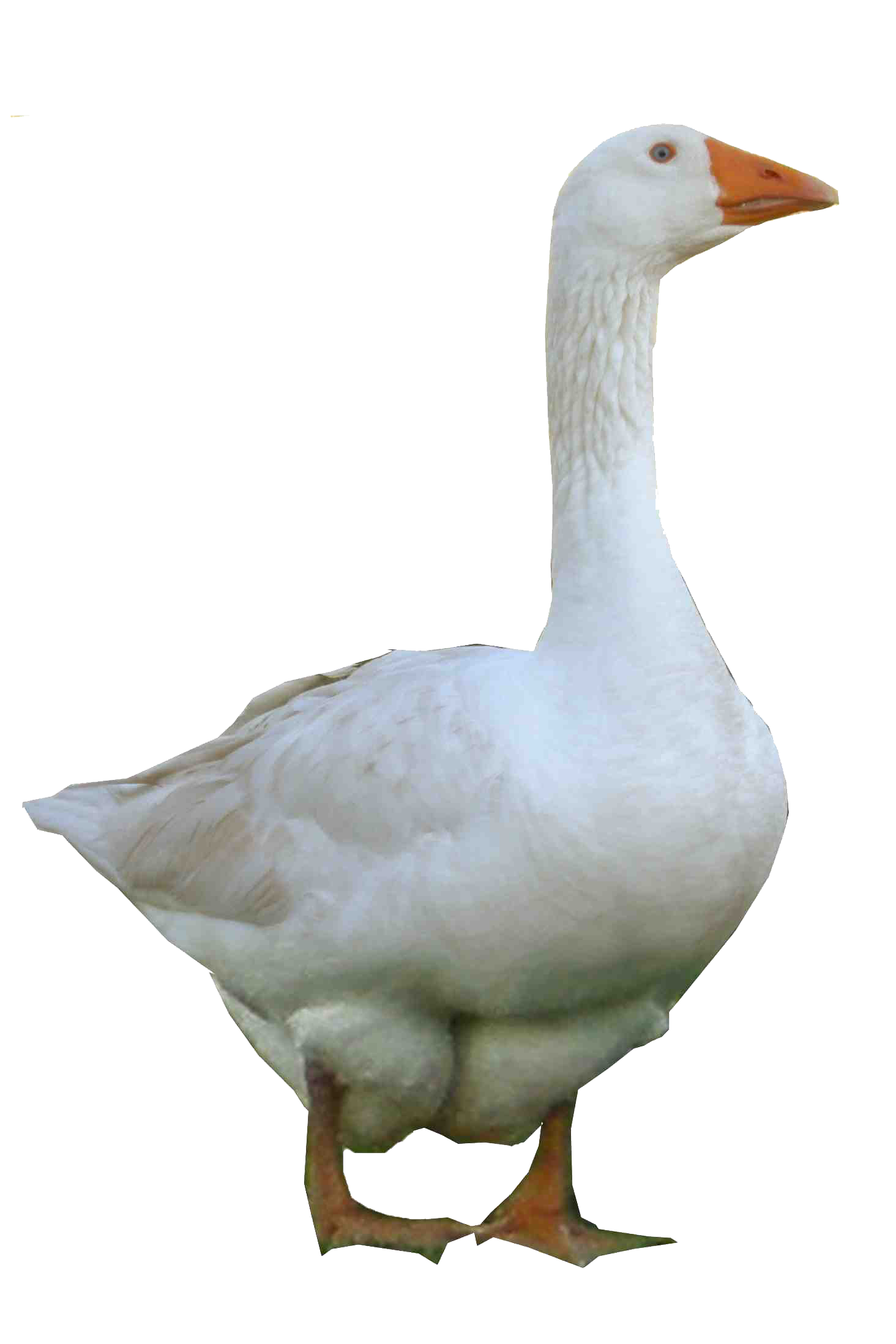 Goose Photo PNG Image
