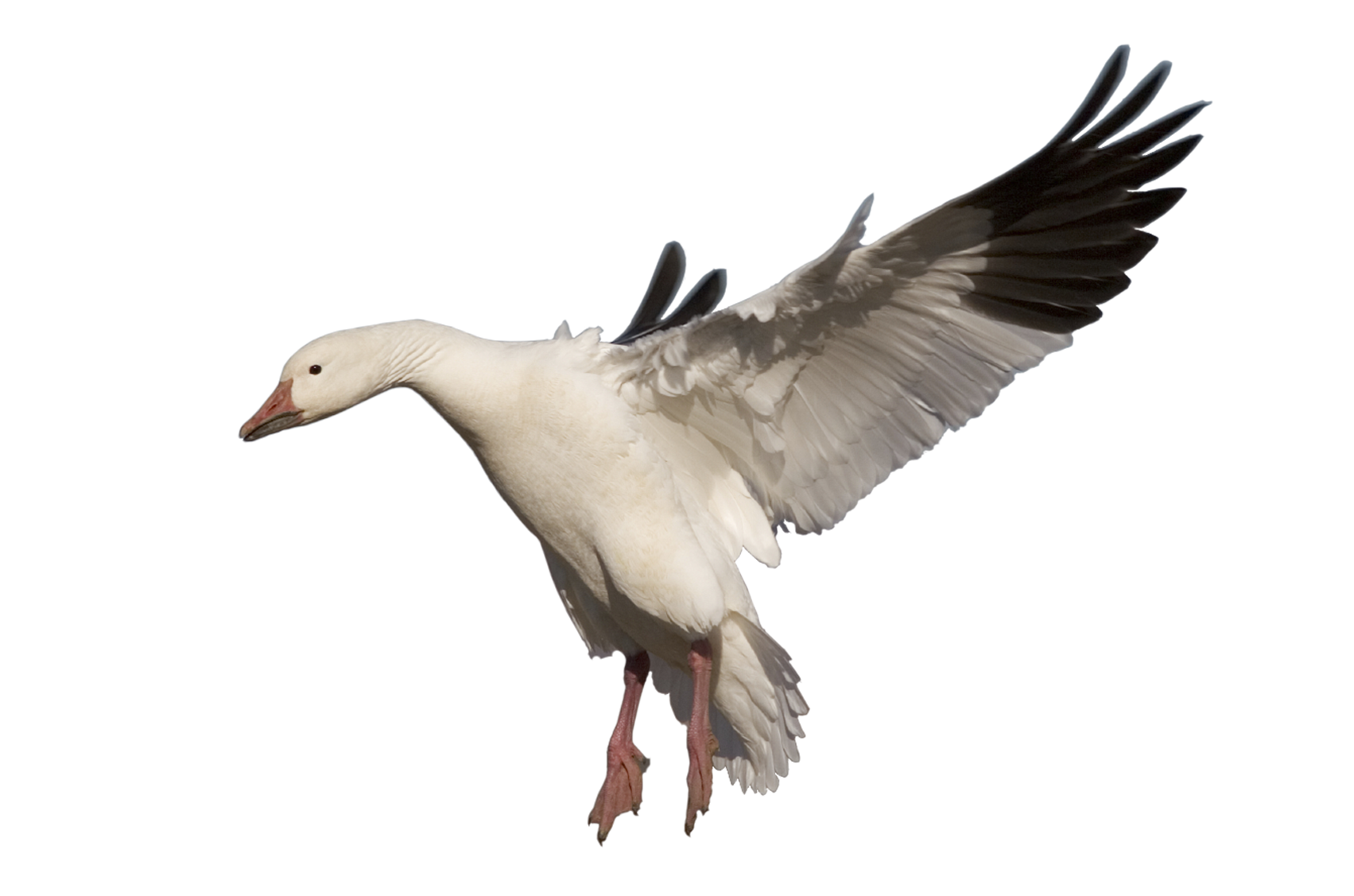 Goose PNG Image