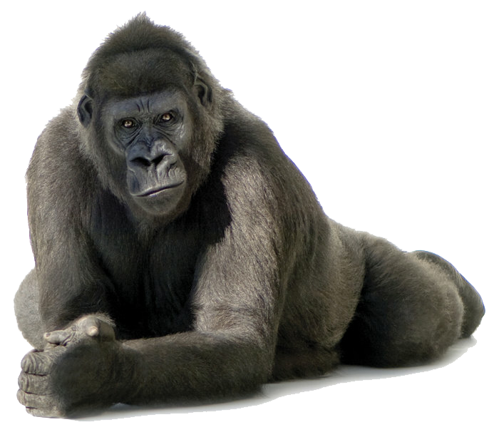 Gorilla Free Png Image PNG Image