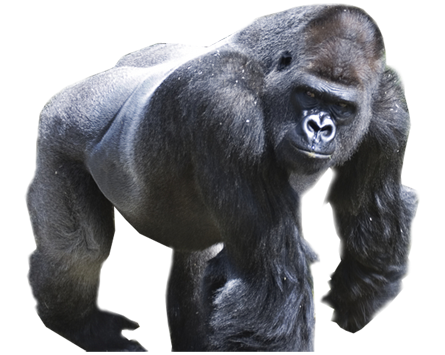 Gorilla Png Picture PNG Image