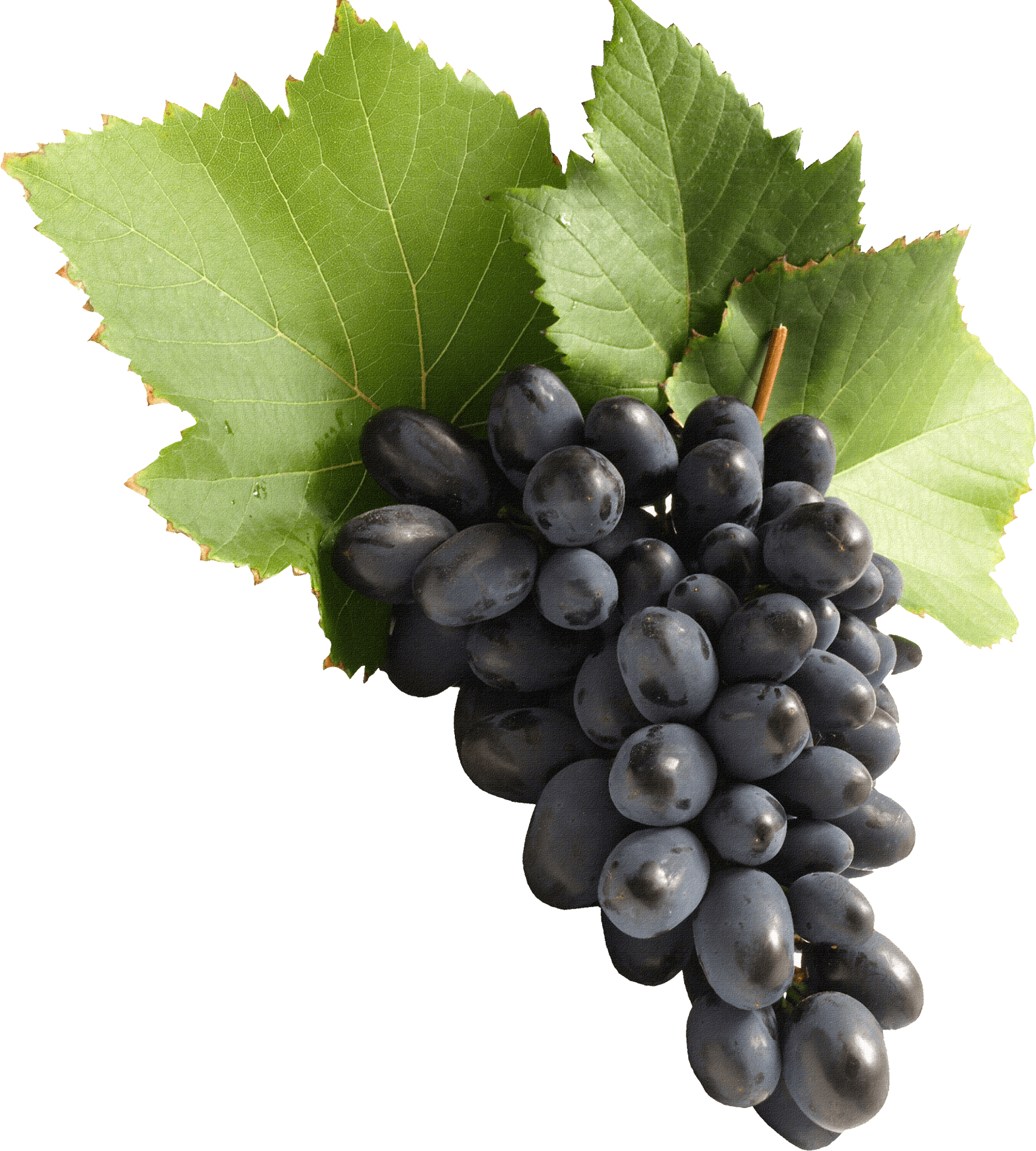 Grape Png Image Download Picture PNG Image