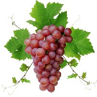 Grape Png Image PNG Image