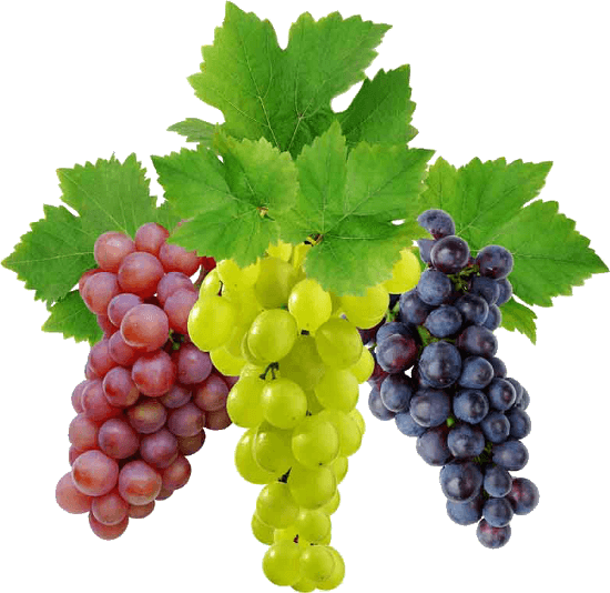 Grape Png Image Download Picture PNG Image