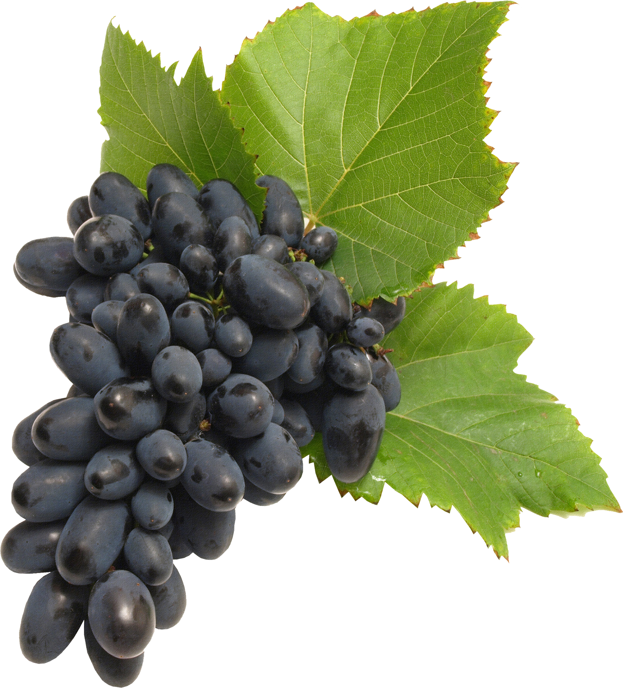 Black Grapes Long Bunch PNG Download Free PNG Image
