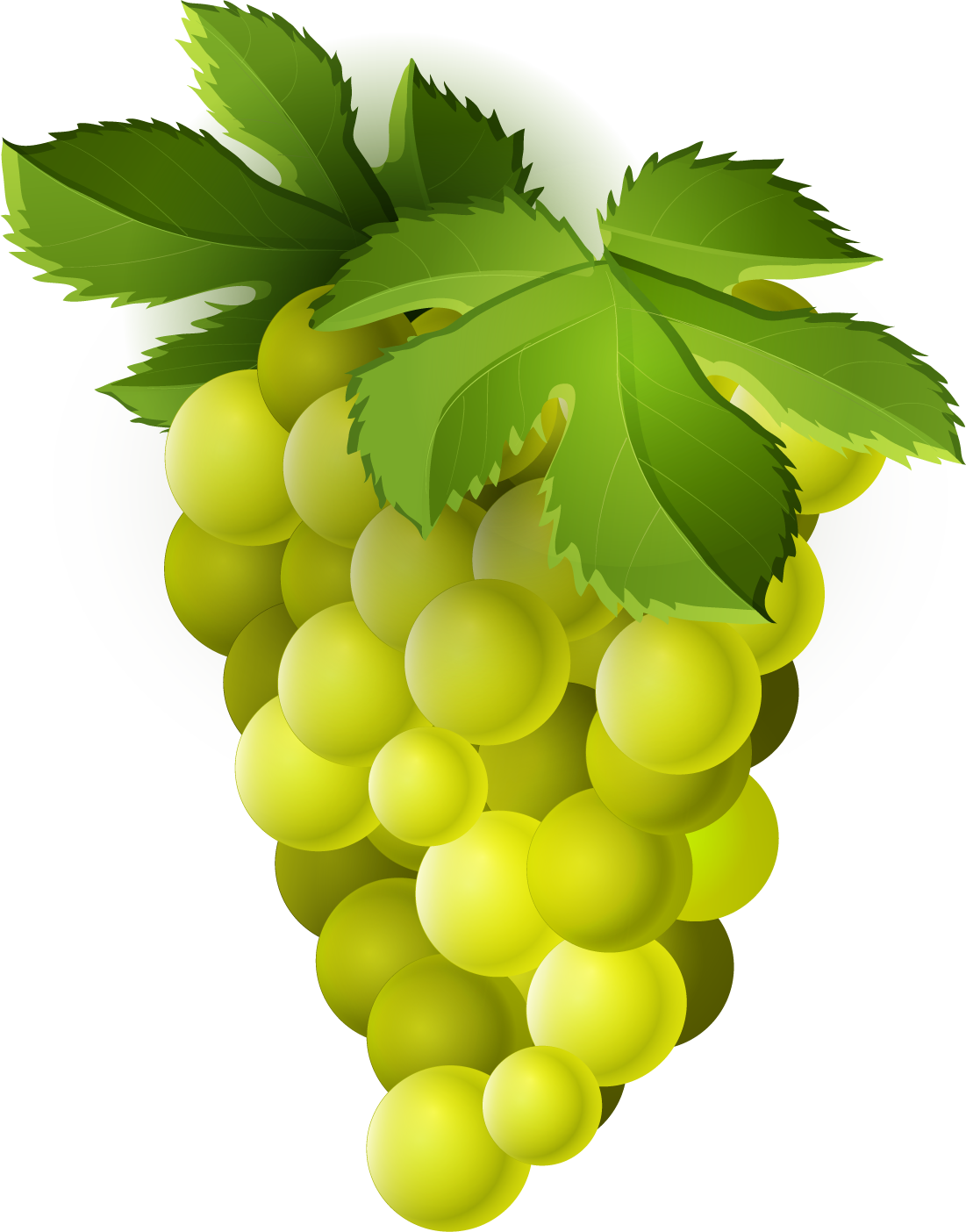 Green Organic Grapes Free Transparent Image HD PNG Image