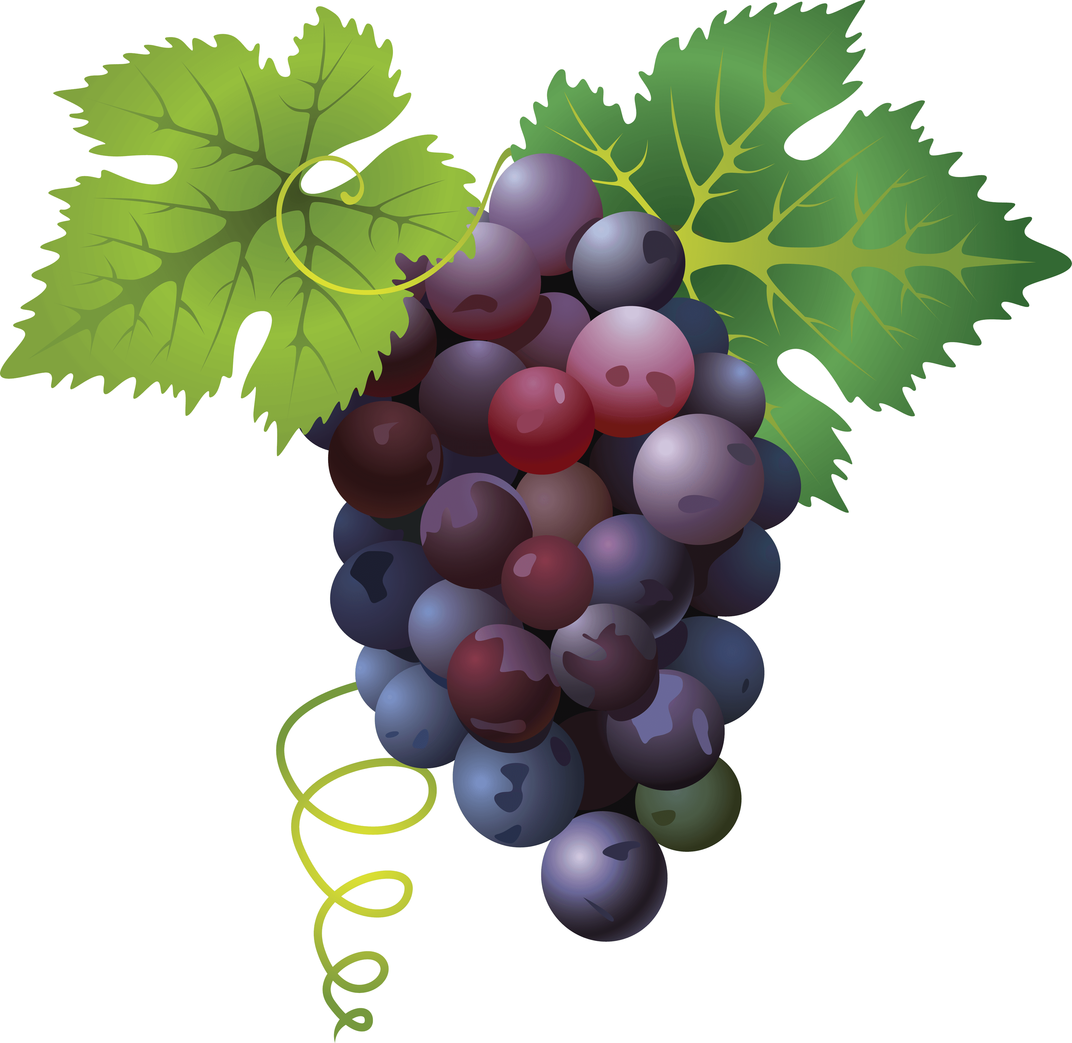 Grapes Red Free HD Image PNG Image