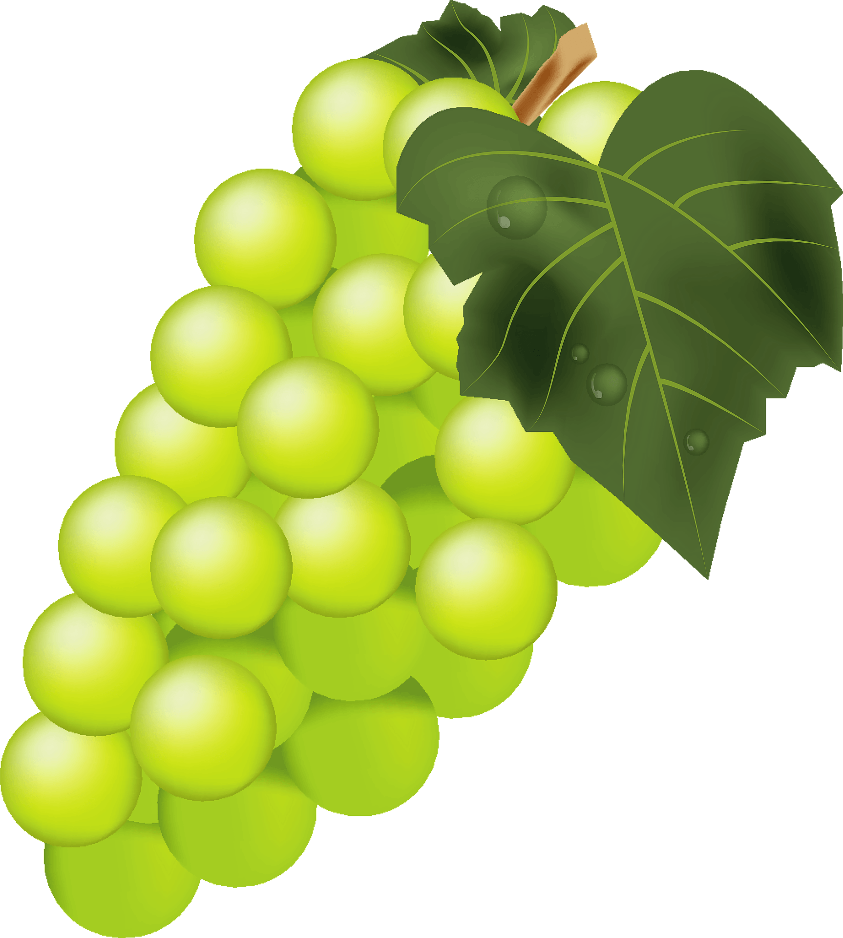 Vector Green Grapes Free Download PNG HD PNG Image