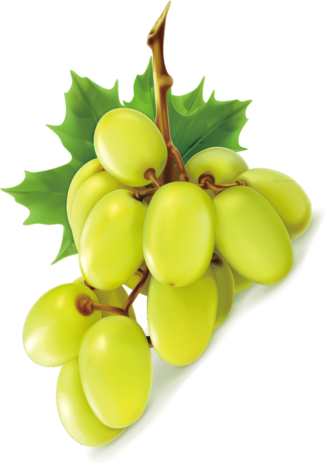 Photos Vector Green Grapes Free Download Image PNG Image
