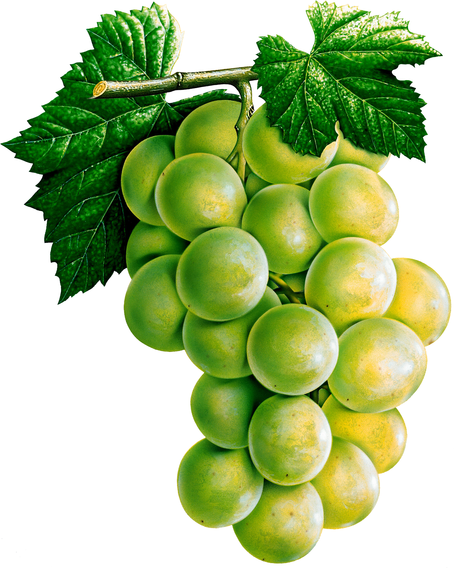 Vector Green Grapes HD Image Free PNG Image