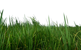 Grass Png Hd PNG Image