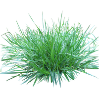 Download Grass Free PNG photo images and clipart | FreePNGImg