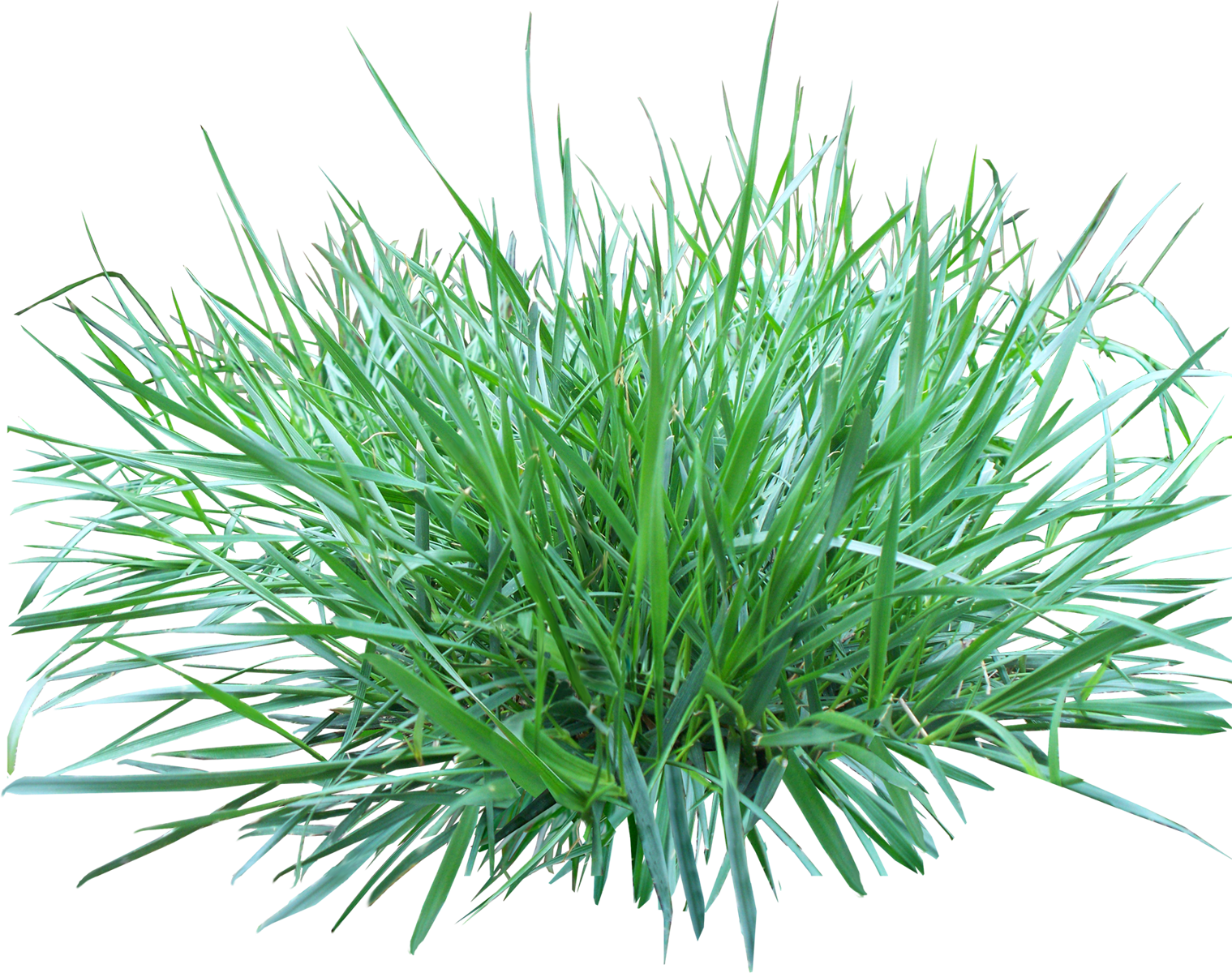 Grass Png Image Green Picture PNG Image