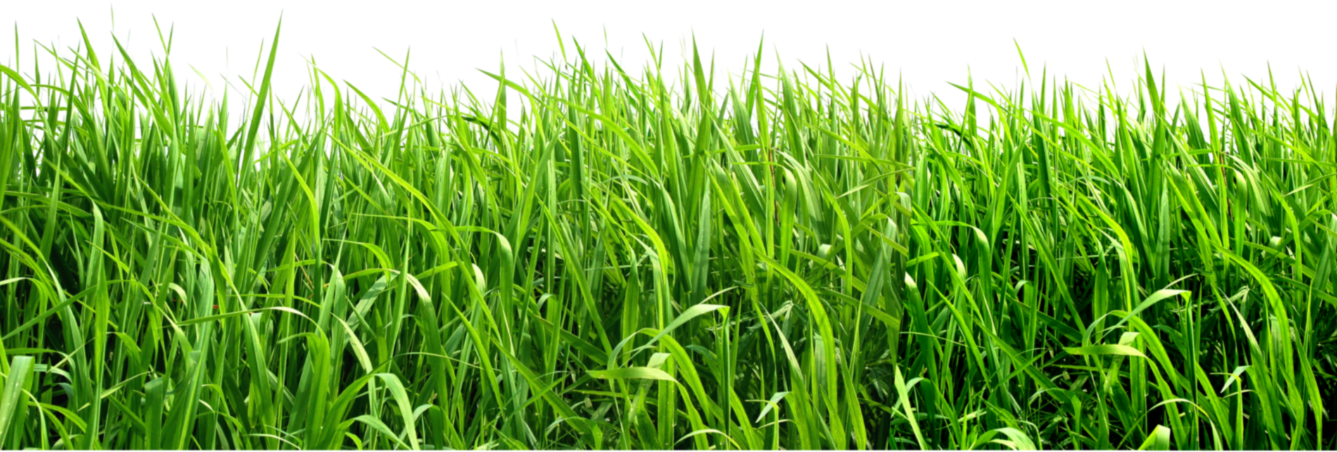Field Grass Green Landscape Free Photo PNG Image